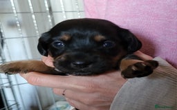 Mixed Breed dogs for sale: Spaniel Collie Cross Puppies  - Image 16