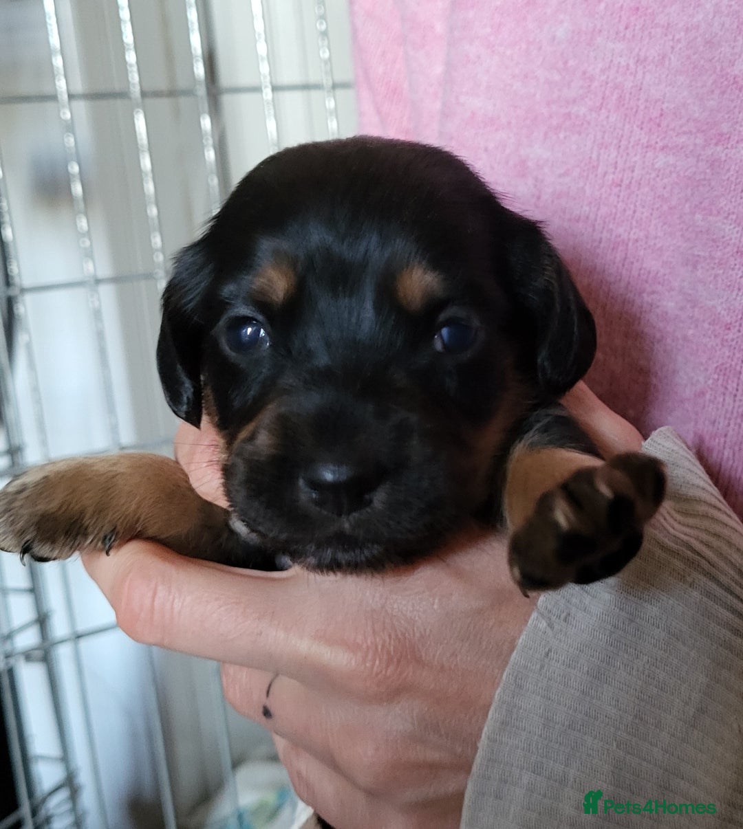 Mixed Breed dogs for sale: Spaniel Collie Cross Puppies  - Image 16