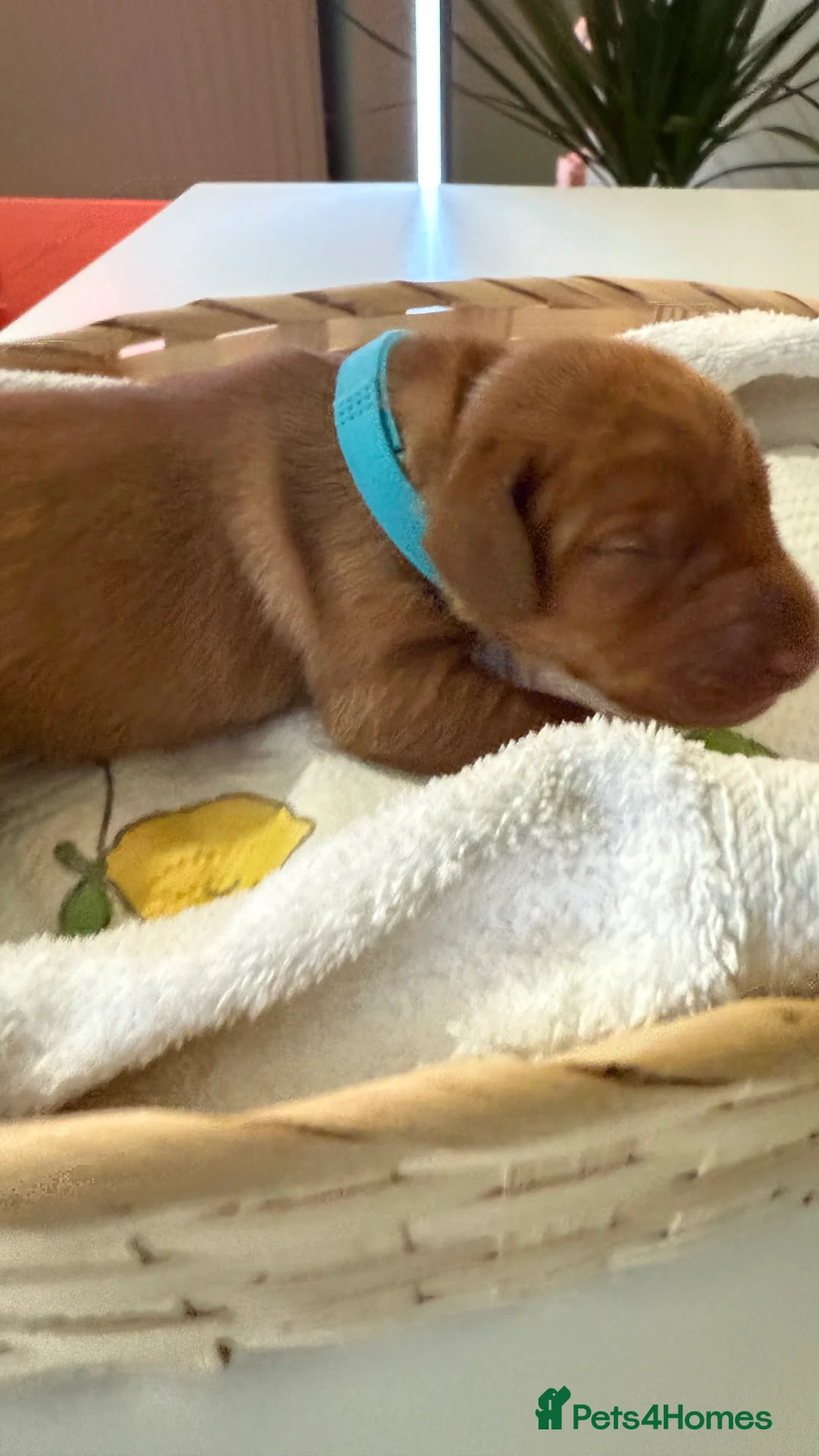 Hungarian Vizsla dogs for sale: Hungarian Vizslas from Licenced Breeder - Advert 8