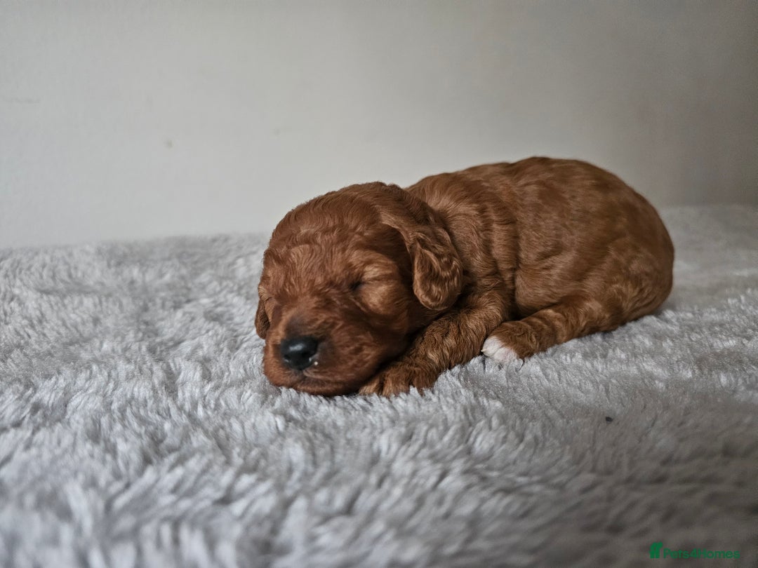Cavapoochon dogs for sale: Toy cavapoochon F1b - Image 6