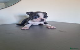 Boston Terrier dogs for sale: Last remaining Blue Boston girl - Image 27
