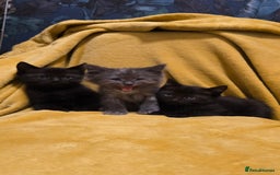 Mixed Breed cats for sale: Beautiful half ragdoll kittens - Image 3