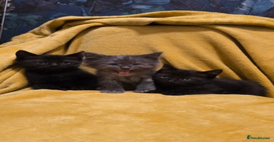 Mixed Breed cats - Advert 6