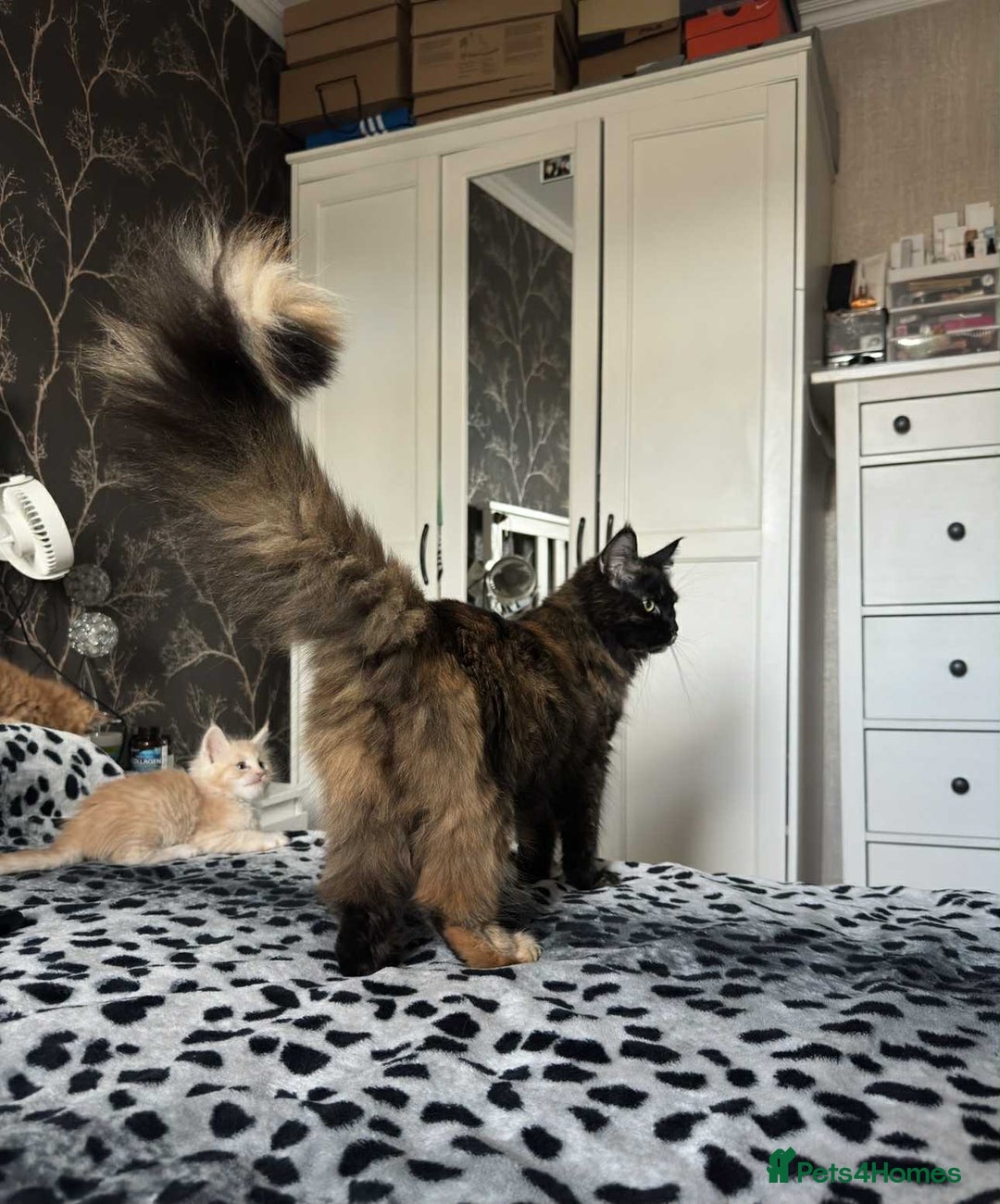 Maine Coon cats for sale: BEAUTIFUL FULL MAINE COON KITTENS AVAILABLE NOW 🐱 - Advert 11
