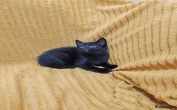 Mixed Breed cats for sale: Half Maine Coon kittens VIDEOS - Image 17