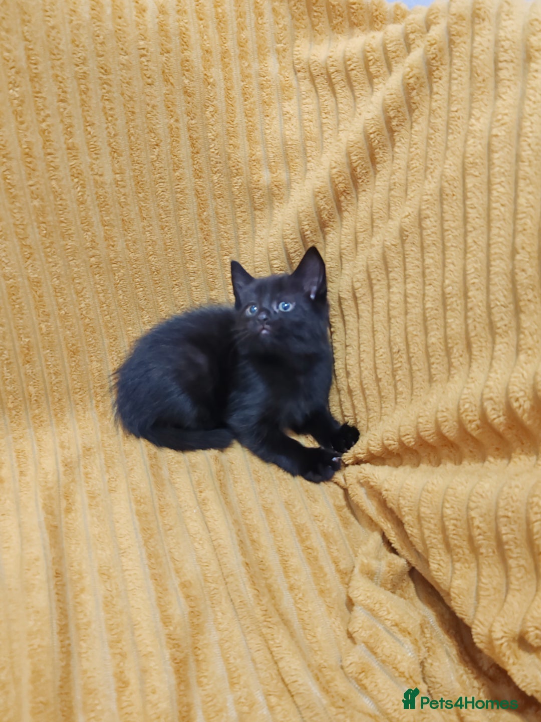 Mixed Breed cats for sale: Half Maine Coon kittens VIDEOS - Image 17