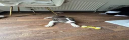 American Bulldog dogs for sale: American bulldog - Advert 4