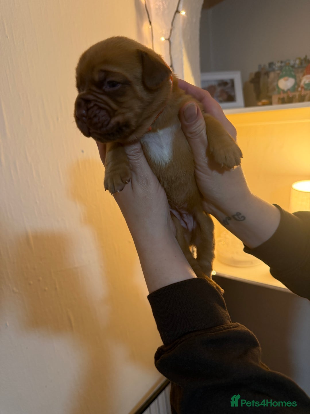 Dogue De Bordeaux dogs for sale: Beautiful Dogue De Bordeaux Puppies - Advert 24