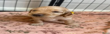 Cockapoo 3 ( yellow)