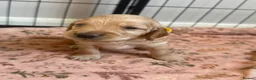 Cockapoo dogs for sale: F2 cockapoos in Grimsby - Advert 5
