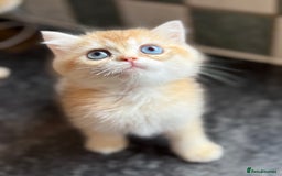 British Shorthair cats for sale: GCCF reg British Shorthair Chocolate Gold Kittens  in London - Image 1