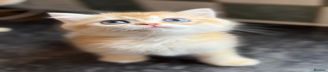 British Shorthair Kitten 5