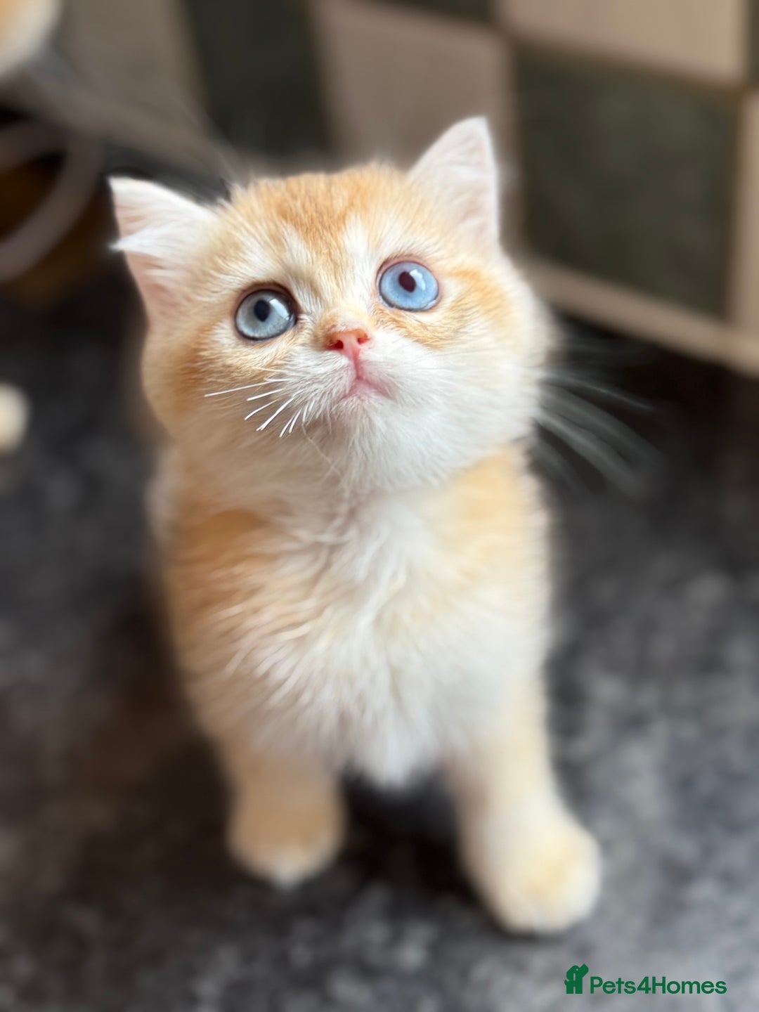 British Shorthair cats for sale: GCCF reg British Shorthair Chocolate Gold Kittens  in London - Image 1