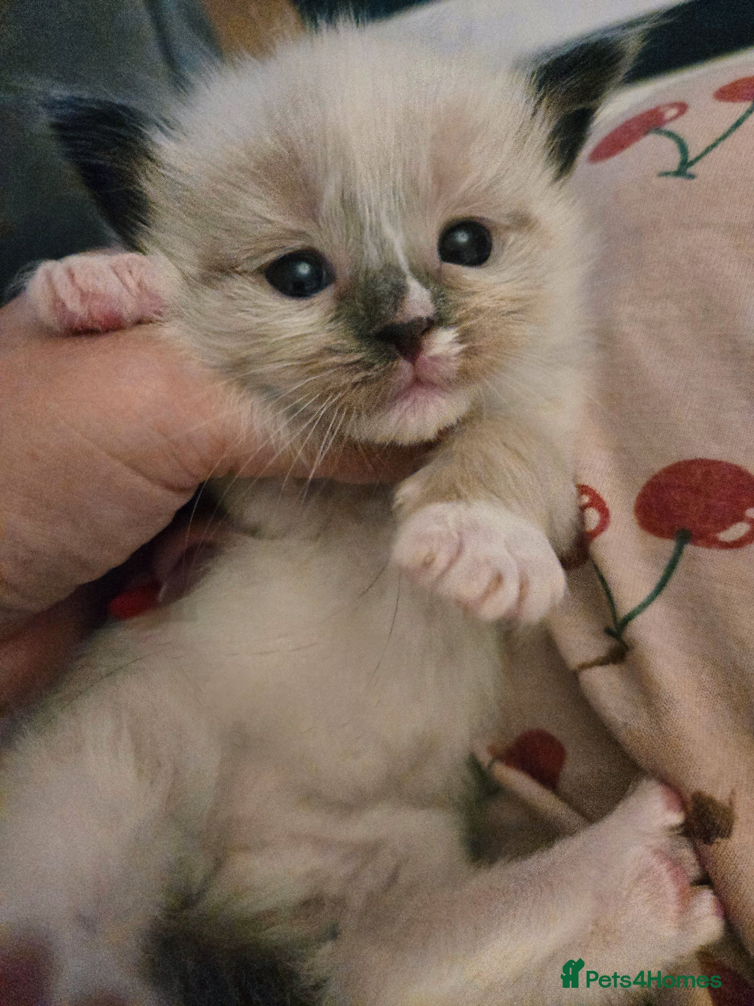 Ragdoll cats for sale: Stunning litter of Purebred Ragdoll kittens - Advert 7