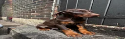 Dobermann dogs for sale: Gorgeous Doberman litter - Advert 5