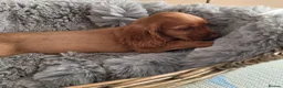 Cocker Spaniel dogs for sale: Working Type Cocker Spaniels  - Advert 13