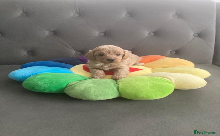 Maltipoo dogs - Advert 2