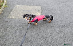 Miniature Dachshund dogs for sale: *URGENT REHOME* Minature Dachsund Male 11 Months - Image 10