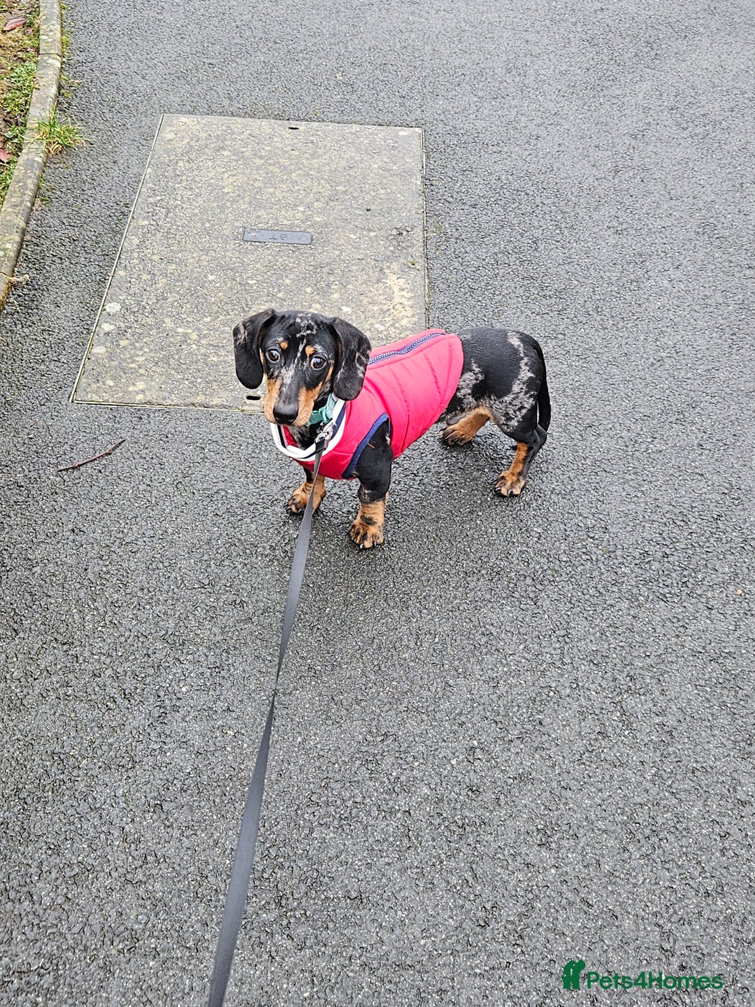 Miniature Dachshund dogs for sale: *URGENT REHOME* Minature Dachsund Male 11 Months - Image 10
