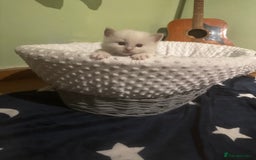 Ragdoll cats for sale: Adorable ragdoll kittens - Image 7