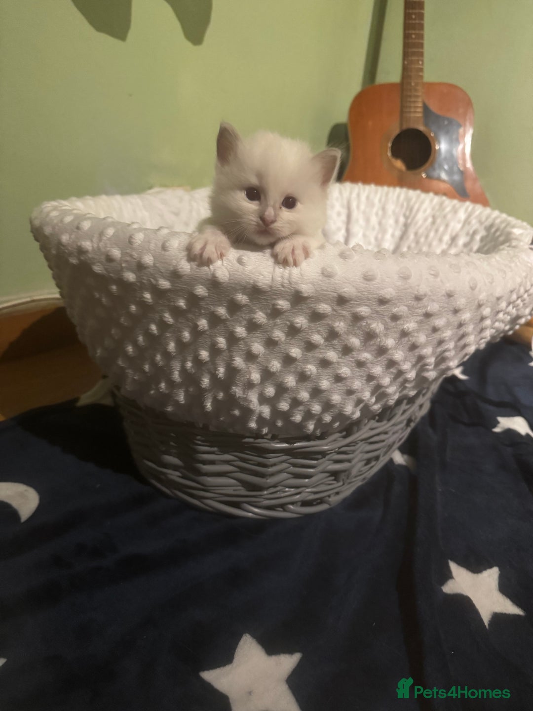 Ragdoll cats for sale: Adorable ragdoll kittens - Image 7