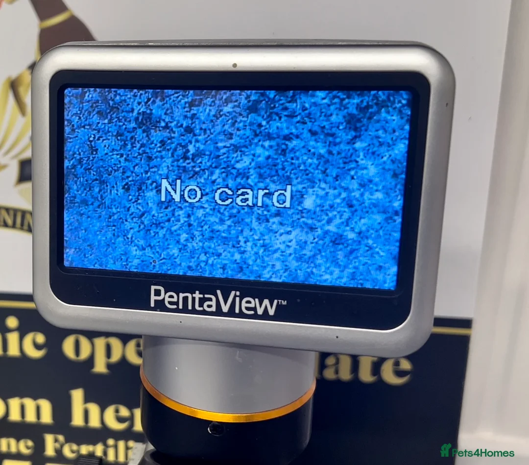 Dachshund dogs for stud: KC Isabella Rabbit Dachshund 2.7kg in Basildon - Advert 10