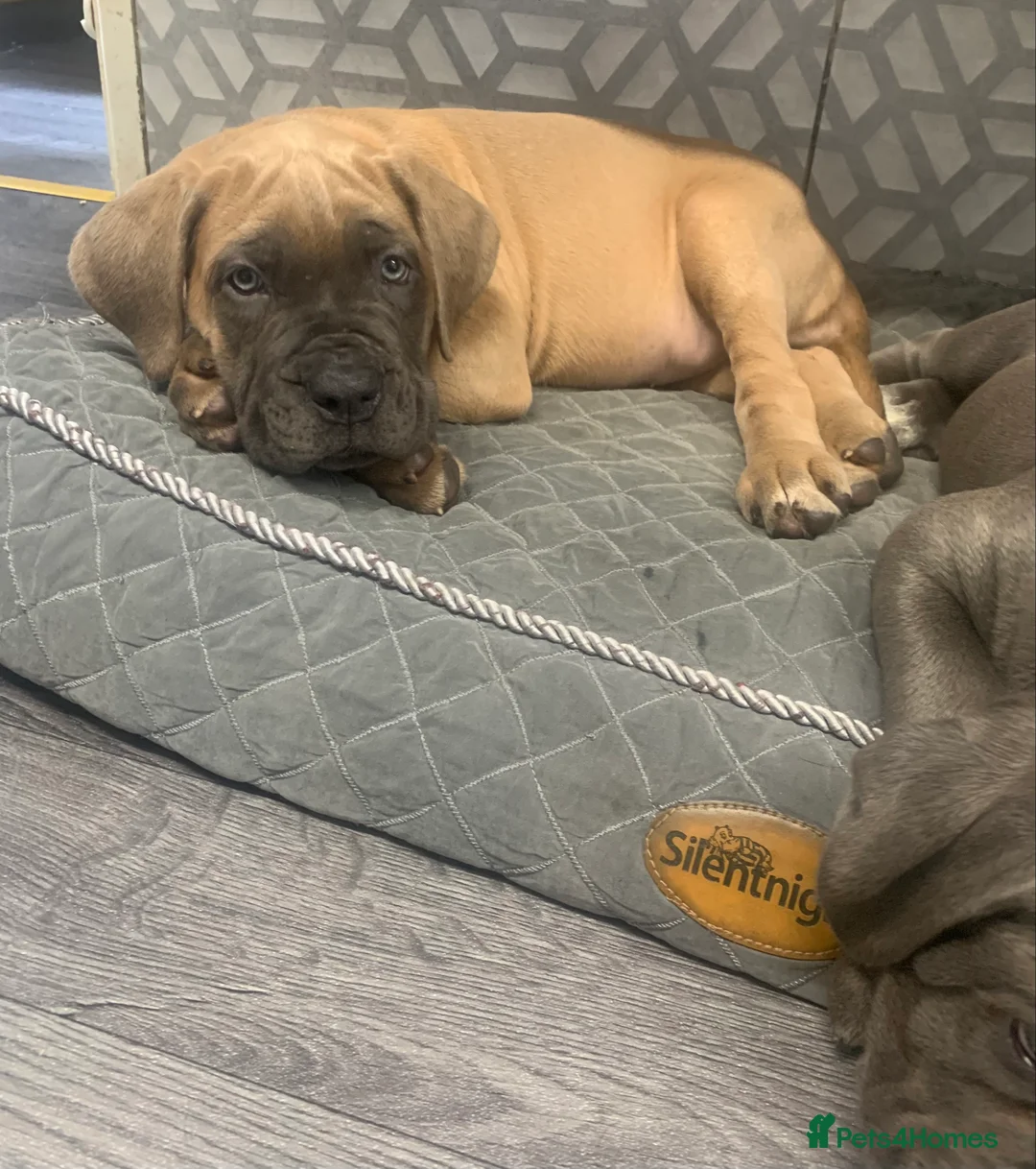 Cane Corso dogs for stud: Romanian Import KC Reg Cane Corso blue stud  - Advert 5