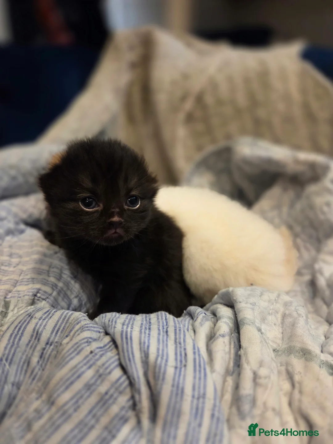 Scottish Fold cats for sale: Scottish Folds - Advert 5