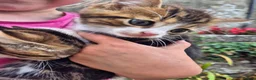 Mixed Breed cats for sale: Beautiful Tabby Kittens Available  - Advert 4