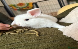 Mini Lop rabbits for sale: Pure white mini Loop female ready to leave!!  - Image 8