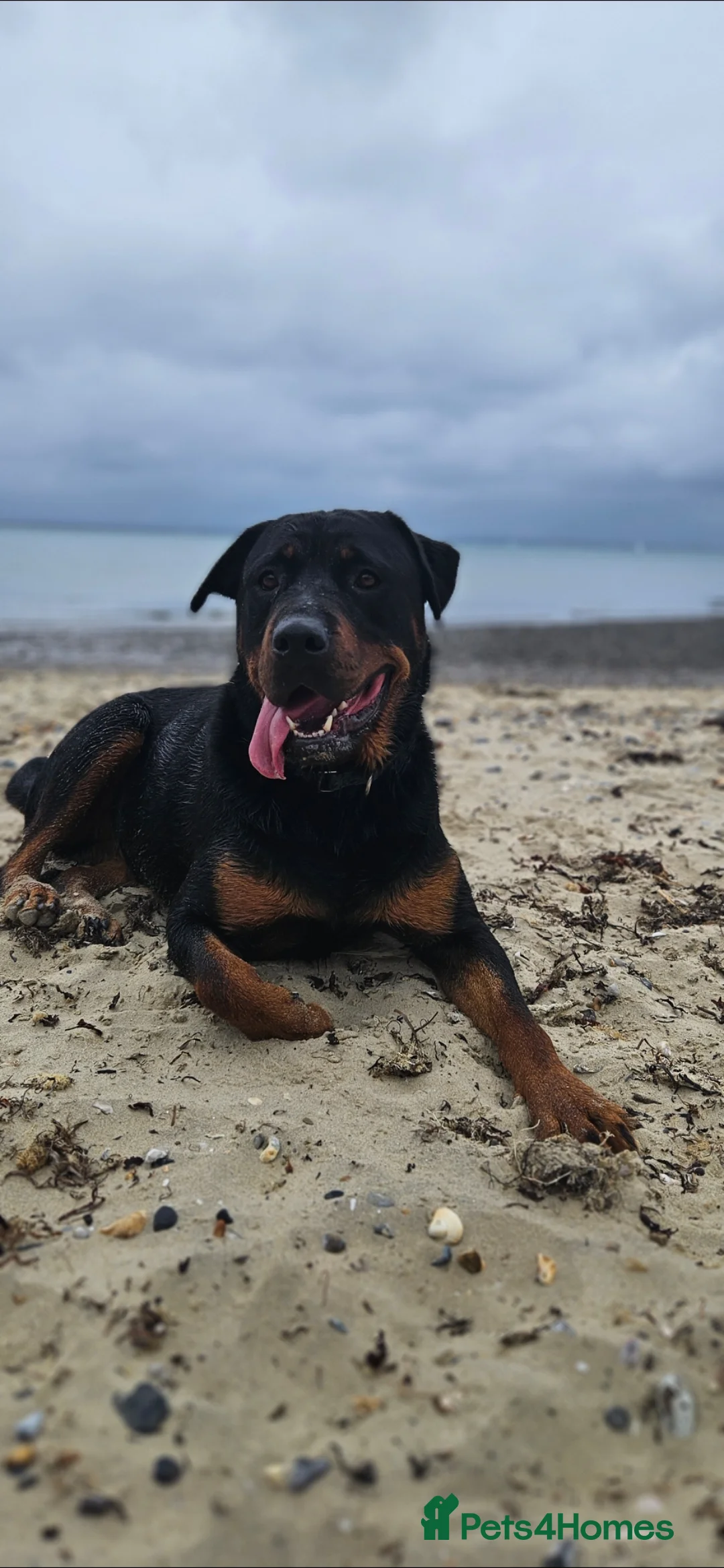 Rottweiler dogs for sale: Beautiful Rottweiller KC loving friendly - Advert 5