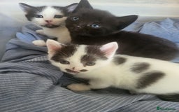 Mixed Breed cats for sale: Playful kittens  - Image 1