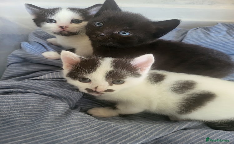 Mixed Breed cats - Advert 4