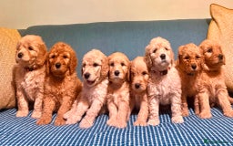 Mixed Breed dogs for sale: Mini Golden Doodle’s - Image 1