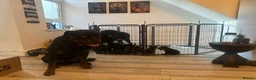 Rottweiler dogs for sale: 10 Rottweilers 6 boys 4 girls  - Advert 3