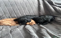 Cockapoo dogs for sale: Stunnning cockerpoos  - Image 14