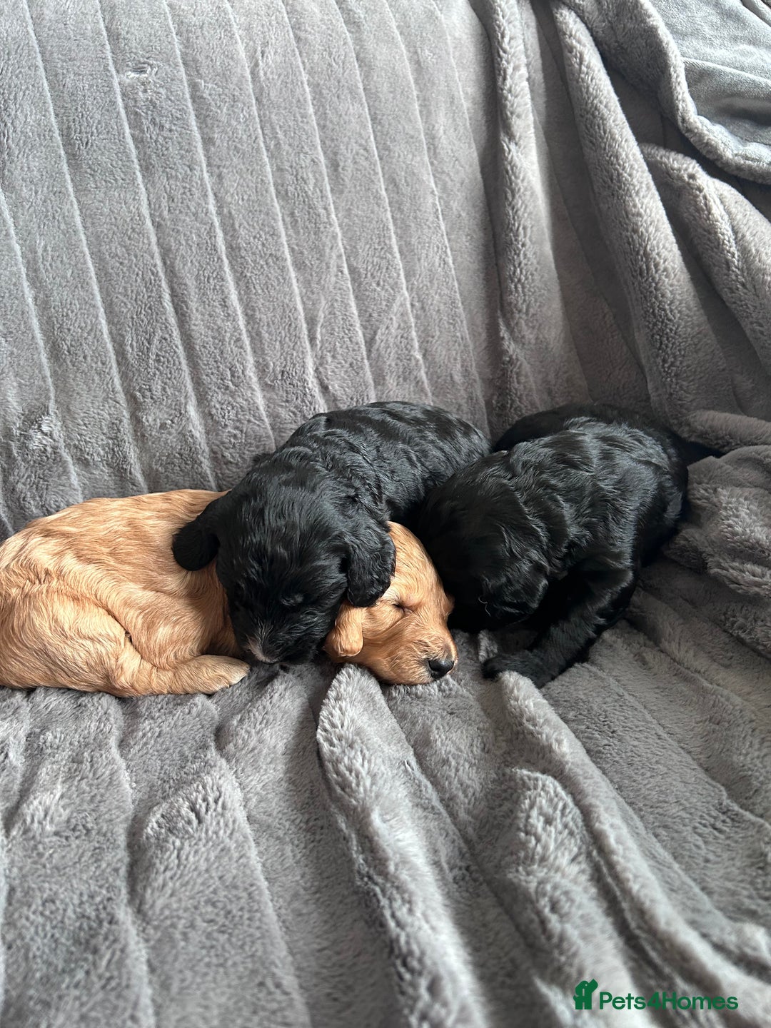 Cockapoo dogs for sale: Stunnning cockerpoos  - Image 14