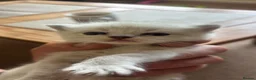 Ragdoll cats for sale: Ragdoll Siamese Mix Fluffy Kittens - Advert 10