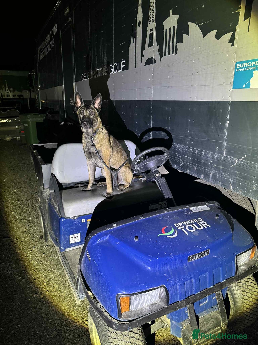 Belgian Shepherd Dog dogs for sale: Top working bloodline belgian malinois puppies - Advert 28