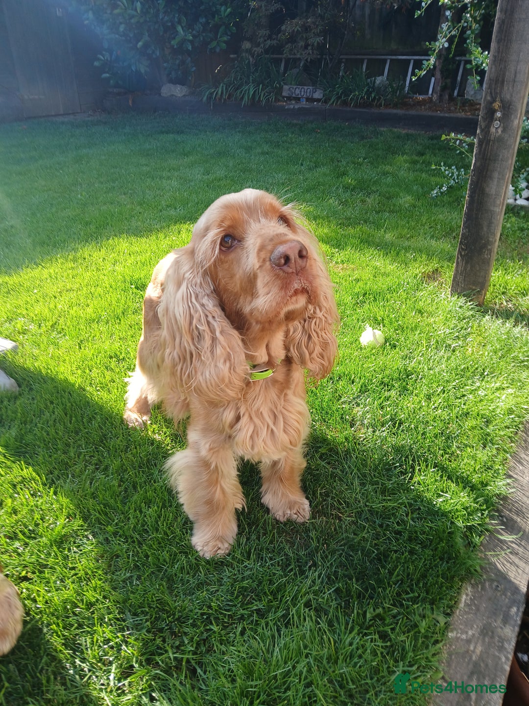 Cocker Spaniel dogs for sale: Stunning beautifully coloured Cocker Spaniel girl. - Image 9