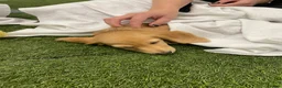 Miniature Dachshund dogs for sale: READYNOW KC cream L/H Health tested Mini Dachshund - Advert 8