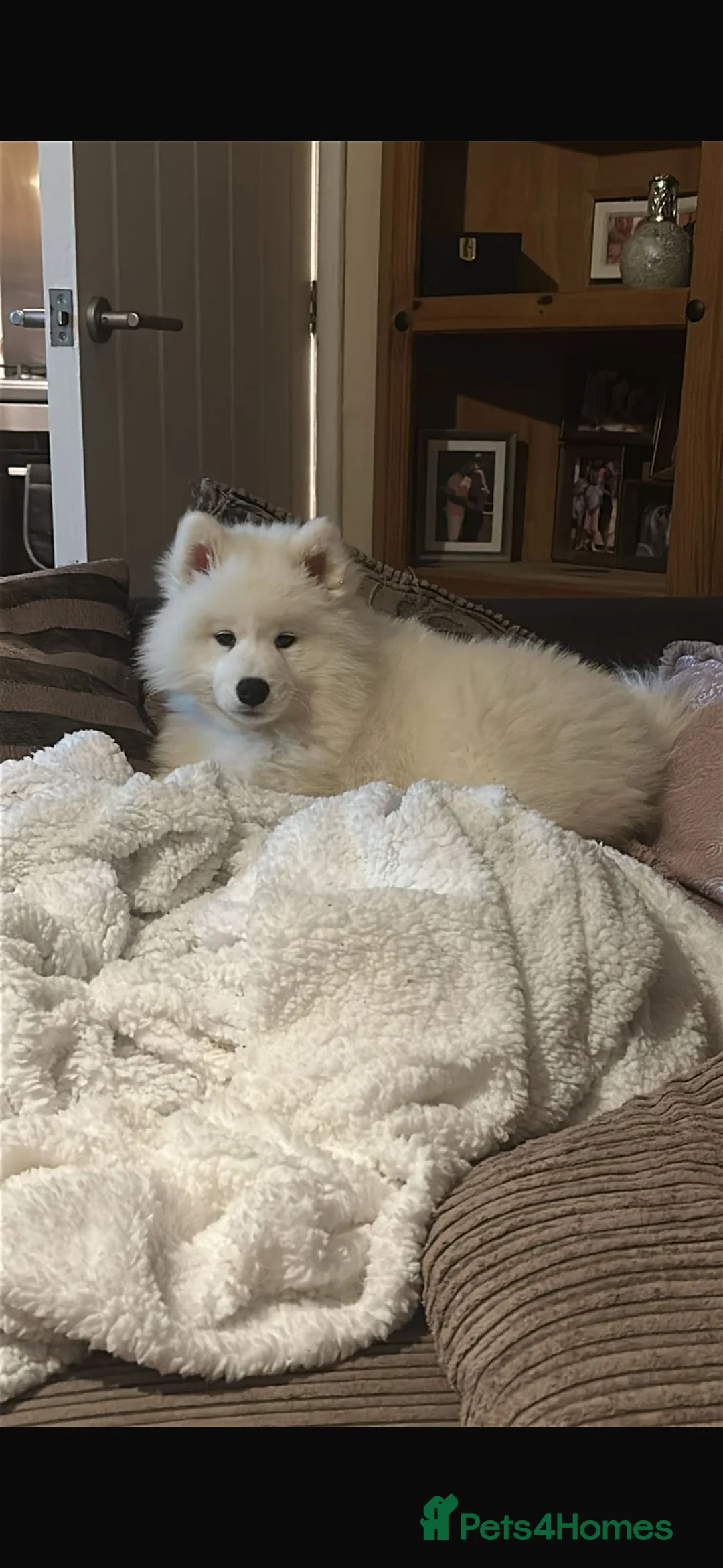 Samoyed dogs for sale: This is our beautiful Bonnie Bear - Advert 2