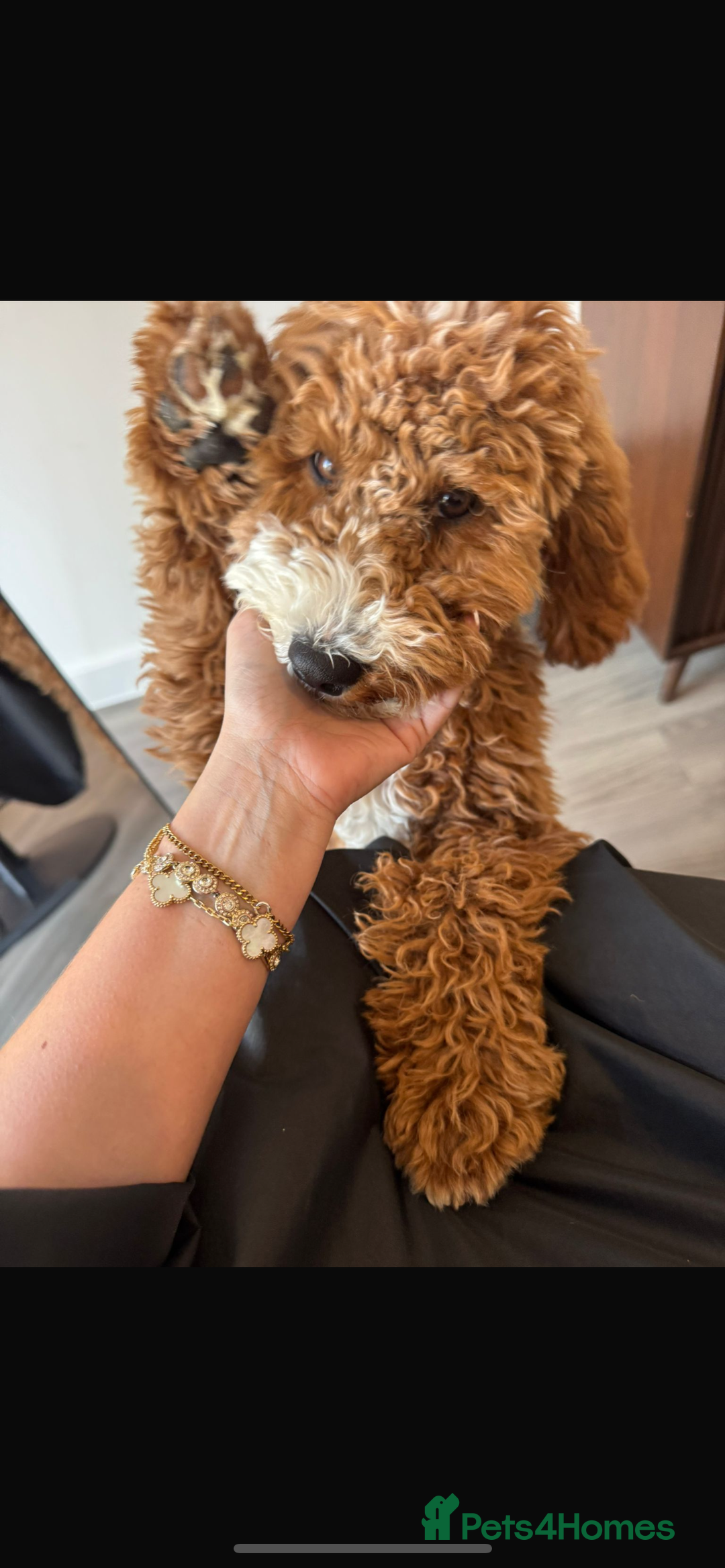 Cavapoo dogs for sale: 5 month old Trained stunning Cavapoo  - Image 2