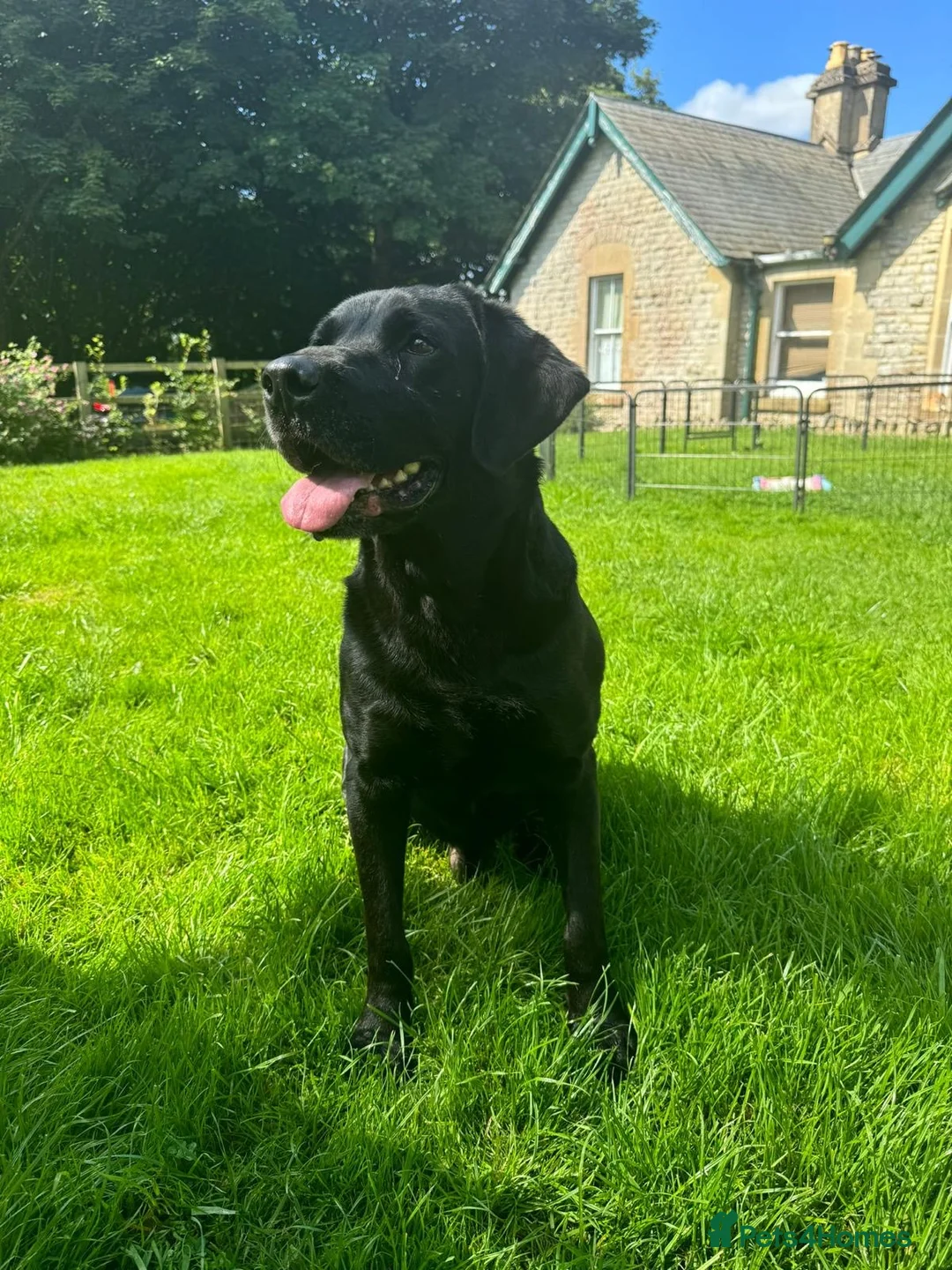Labrador Retriever dogs for sale: Beautiful KC registered Lab boys  - Advert 24