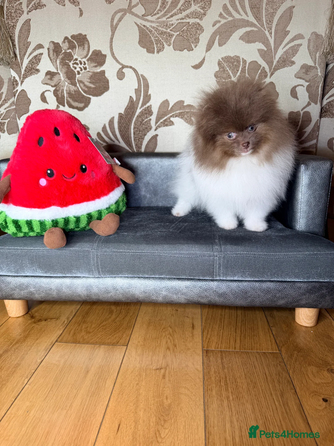 Pomeranian dogs for sale: Cute Pomeranian Boys and Girls  - Advert 12