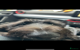Labradoodle dogs for sale: Fin the labradoodle puppy (7months) - Image 2