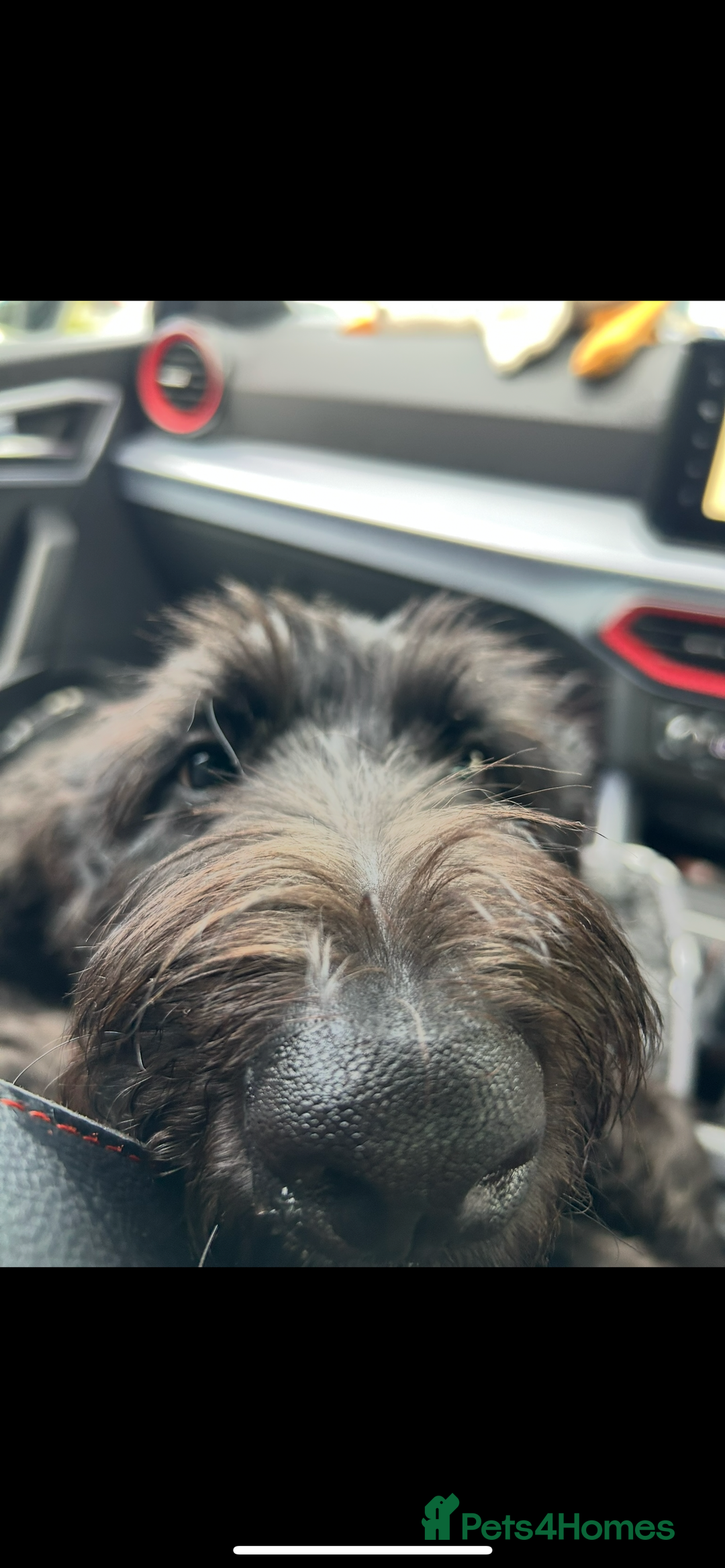 Labradoodle dogs for sale: Fin the labradoodle puppy (7months) - Image 2