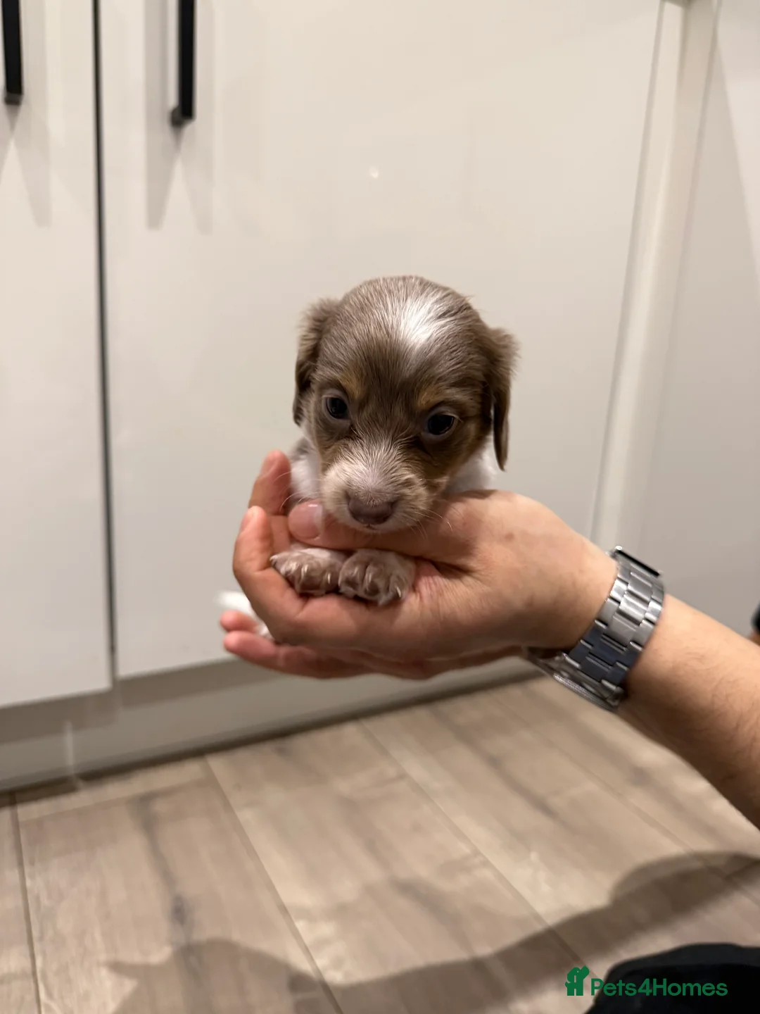 Miniature Dachshund dogs for sale: Stunning KC litter of Longhaired Minnies  - Advert 6
