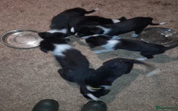 Border Collie dogs for sale: Farm reared border collie pups - Image 4