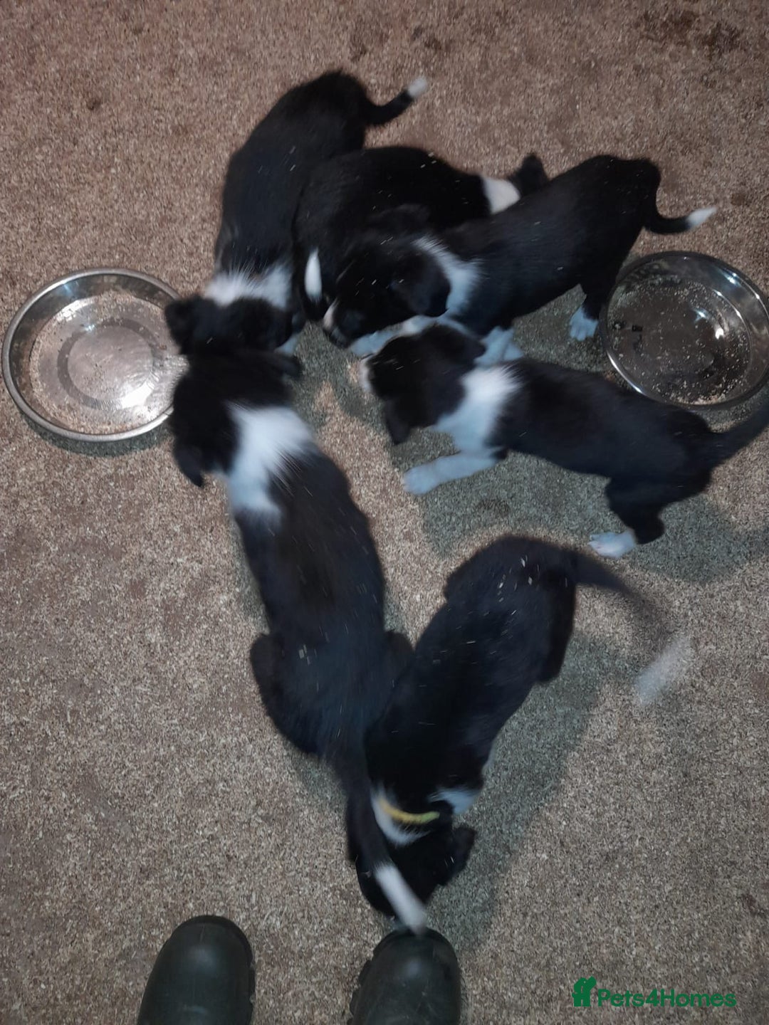 Border Collie dogs for sale: Farm reared border collie pups - Image 4